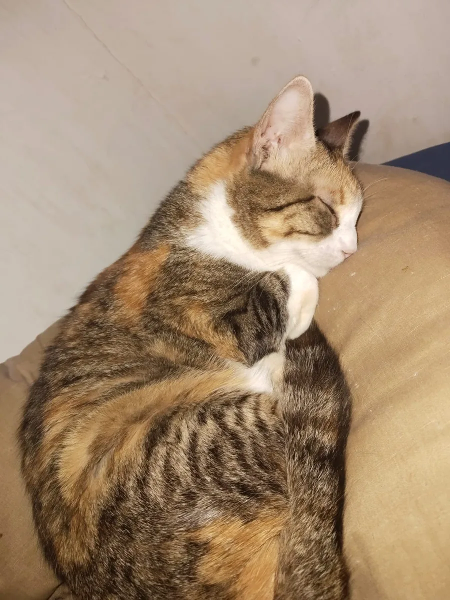 Michilina